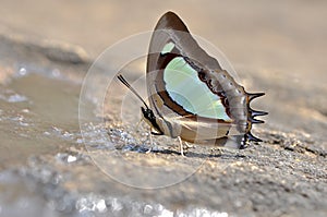 Close up Butterfly eating minerals on the ground in nature