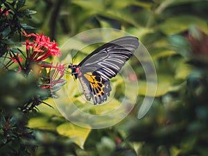 Close up of butterfly eating pollen on a red flower