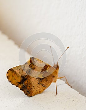 close-up of the butterfly Euptoieta Claudia