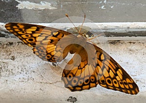 close-up of the butterfly Euptoieta Claudia