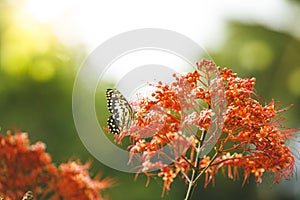 Close up, Butterfly feeding on ixora flower or red flowers in a Summer garden