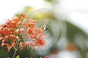 Close up, Butterfly feeding on ixora flower or red flowers in a Summer garden