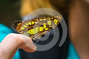 Close Up of Butterfly on a Finger