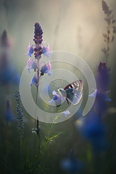 Close-up of a butterfly flies up to a delicate bluebell flower. Blooming meadow macro. Generative Ai