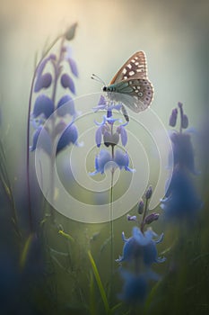 Close-up of a butterfly flies up to a delicate bluebell flower. Blooming meadow macro. Light fog, cool colors. Calm