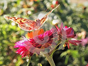 Close Up of Butterfly on Flower