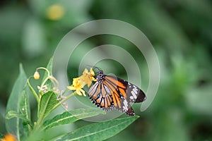 Close-up butterfly on flower (Common tiger butterfly or Monarch butterfly ) in the garden