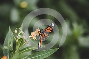 Close-up butterfly on flower (Common tiger butterfly or Monarch butterfly ) in the garden