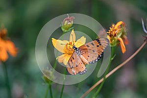 Close-up butterfly on flower (Common tiger butterfly or Monarch butterfly ) in the garden