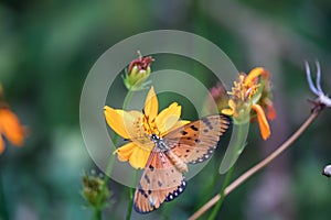 Close-up butterfly on flower (Common tiger butterfly or Monarch butterfly ) in the garden