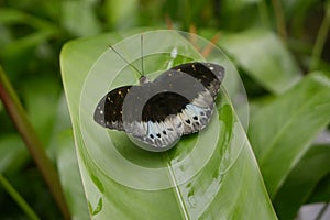 Close-up butterfly on flower in garden; Common tiger butterfly , Limenitidinae butterfly