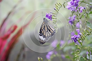 Close-up butterfly on flower in garden; Common tiger butterfly , Monarch butterfly