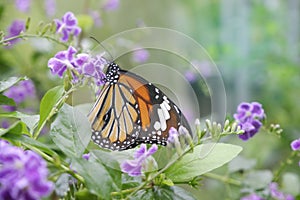 Close-up butterfly on flower in garden; Common tiger butterfly , Monarch butterfly