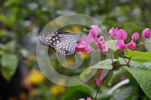 Close-up butterfly on flower in garden; Common tiger butterfly , Monarch butterfly