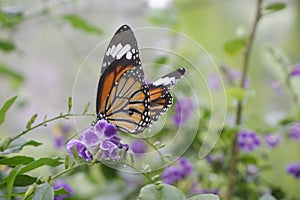 Close-up butterfly on flower in garden; Common tiger butterfly , Monarch butterfly