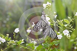 Close-up butterfly on flower in garden; Common tiger butterfly , Monarch butterfly