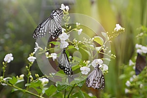 Close-up butterfly on flower in garden; Common tiger butterfly , Monarch butterfly