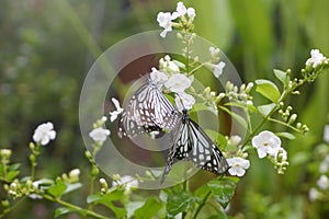 Close-up butterfly on flower in garden; Common tiger butterfly , Monarch butterfly