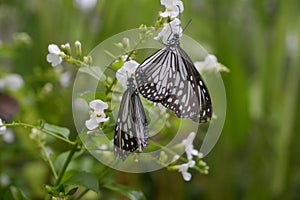 Close-up butterfly on flower in garden; Common tiger butterfly , Monarch butterfly