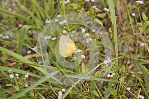 Close-up of butterfly on flowers.