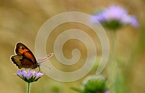 Butterfly on purple wildflower photo