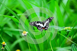 Close up butterfly on the grass flower With green leaves as the background