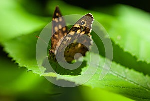 Close-up butterfly on a green leaf against the sun photo