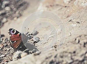 close-up of butterfly on ground