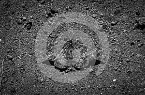 Close up of a butterfly on the ground