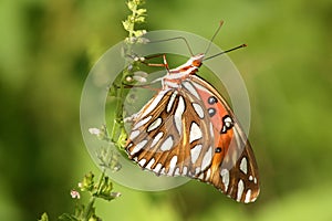 close up butterfly Gulf Fritillary