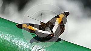 Close-up Butterfly of Iguazu Falls, Argentina