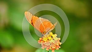 Close up of butterfly julia Heliconian sitting on a flower eating nectar.