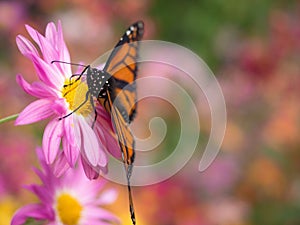 Butterfly lands on pink Chrysanthemums