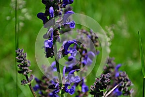 Close up of a butterfly lavender (Lavandula stoechas pedunculata).