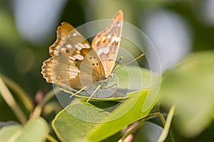 Close-up of a butterfly on a leaf