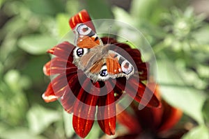 Close up of butterfly Lepidoptera on red dahlia flower.