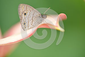 Close up of a butterfly on a lilly flower