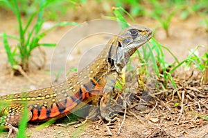 Close up Butterfly lizards or Small-scaled lizards on ground