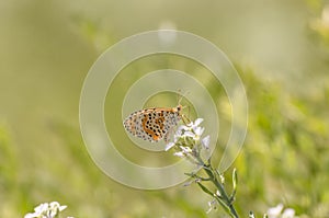 Close up of butterfly Melitaea didyma on flower with green background