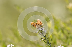 Close up of butterfly Melitaea didyma on flower with green background