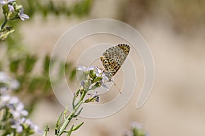 Close up of butterfly Melitaea didyma on flower with green background