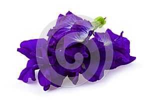 Close up of Butterfly pea flower isolated on a white background