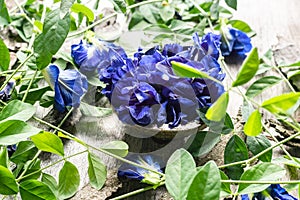 Close up of butterfly pea flower with leaves on wooden background