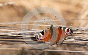 Close-up of a butterfly, a peacock butterfly  Inachis io sitting on dry grass in the sun in spring