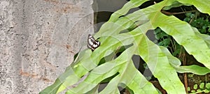 close up of butterfly perch on leaf