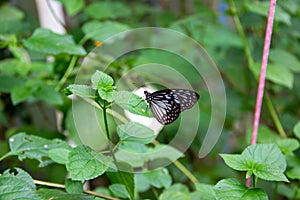 Close-up of a butterfly perched on the grass