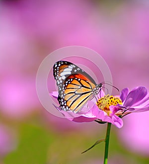 Close up of butterfly on pink cosmos flower