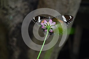 Close-up of butterfly pollination on purple flower