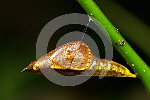 Close up of butterfly pupa