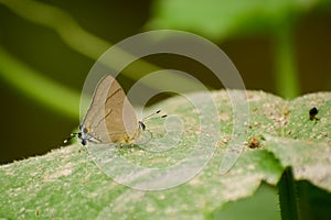 Close up of a butterfly sitting on the green leaf in nature photo